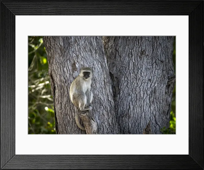 Framed Print : Vervet Monkey, Okavango Delta, Botswana Framed Print : Vervet Monkey, Okavango Delta, Botswana