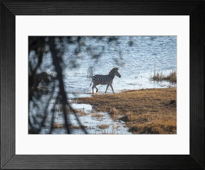 Framed Print : Zebra, Boteti River, Botswana Framed Print : Zebra, Boteti River, Botswana