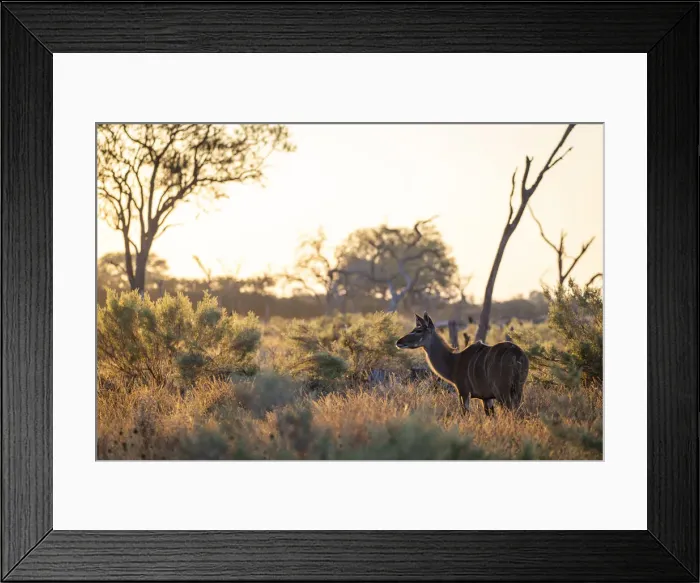 Framed Print : Kudu, Moremi Game Reserve, Botswana
