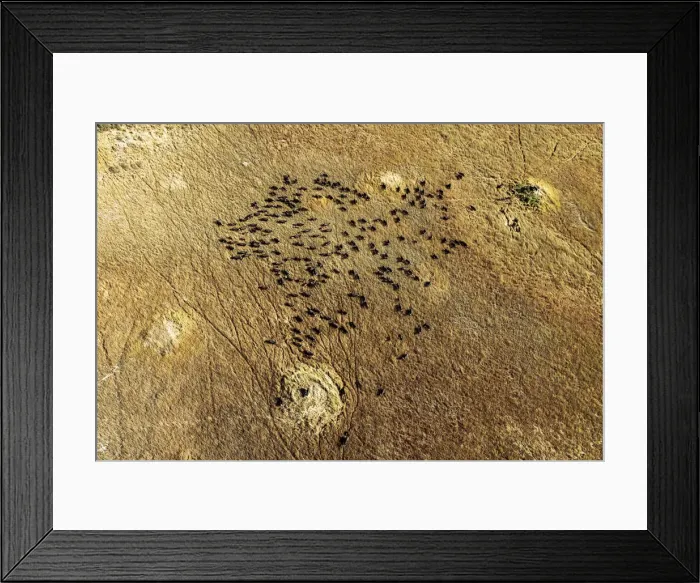 Framed Print : Aerial view of Cape Buffalo, Okavango Delta, Botswana Framed Print : Aerial view of Cape Buffalo, Okavango Delta, Botswana