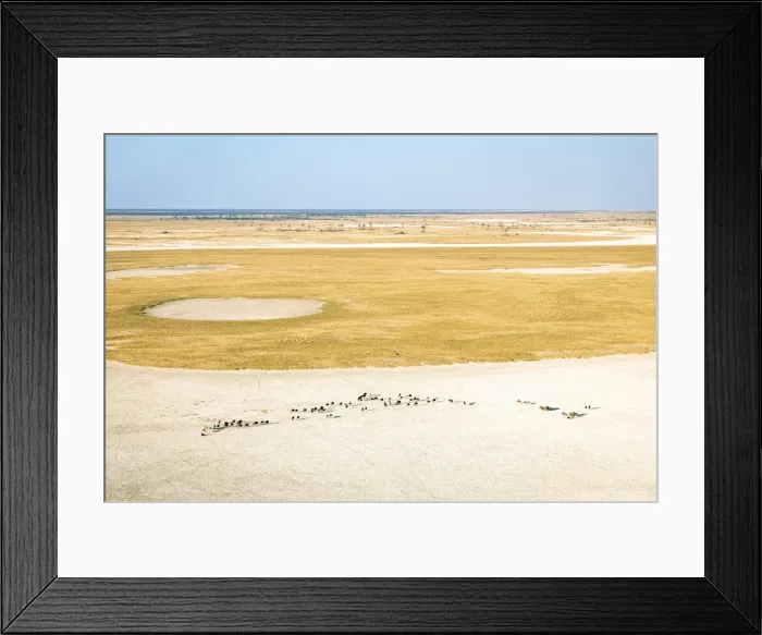 Framed Print : Wildebeest Herd, Makgadikgadi Salt Pans, Botswana Framed Print : Wildebeest Herd, Makgadikgadi Salt Pans, Botswana