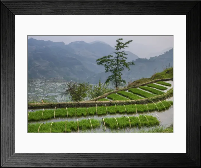 Framed Print : China, Yuanyang, Rice Terraces, Yunnan Province Framed Print : China, Yuanyang, Rice Terraces, Yunnan Province