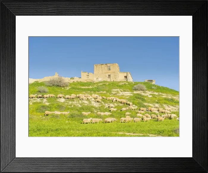 Framed Print : Sheep grazing at the abandoned village of Petrofani, Athienou, Larnaca District, Cyprus Framed Print : Sheep grazing at the abandoned village of Petrofani, Athienou, Larnaca District, Cyprus