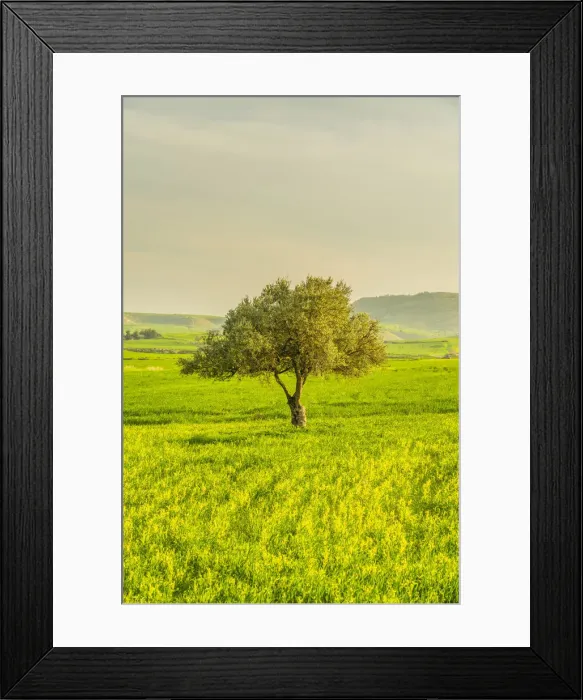 Framed Print : A lone olive tree in Athienou, Larnaca District, Cyprus Framed Print : A lone olive tree in Athienou, Larnaca District, Cyprus