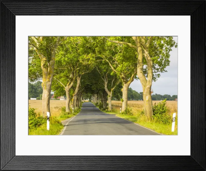 Framed Print : Tree lined road, Rugen Island, Baltic Coast, Mecklenburg-Western Pomerania, Germany Framed Print : Tree lined road, Rugen Island, Baltic Coast, Mecklenburg-Western Pomerania, Germany