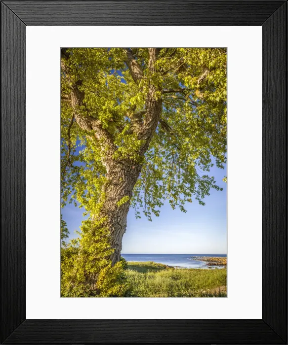 Framed Print : Mighty linden tree at Listed on the east coast of Bornholm, Denmark Framed Print : Mighty linden tree at Listed on the east coast of Bornholm, Denmark