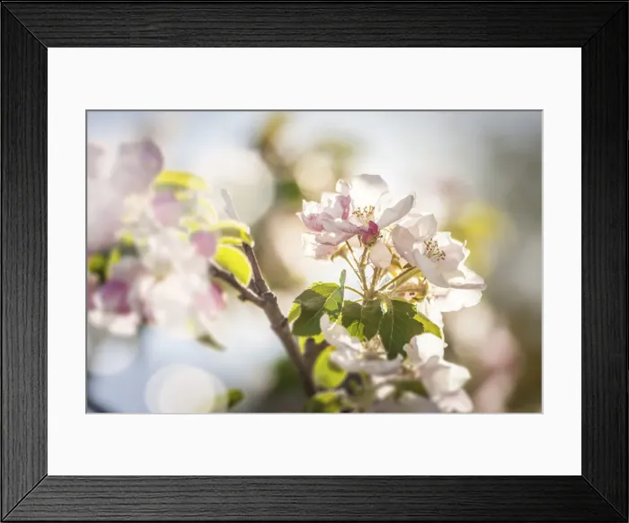 Framed Print : Apple blossoms in Svaneke, Bornholm, Denmark Framed Print : Apple blossoms in Svaneke, Bornholm, Denmark