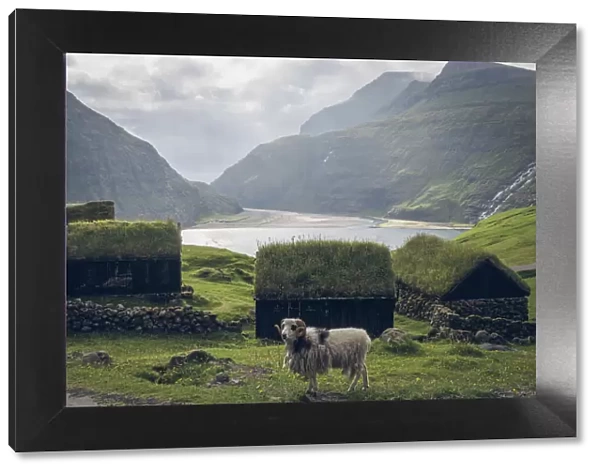 A sheep in front of the old turf buildings of Duvugarðar museum. In the background the lagoon connected to the ocean. Streymoy, Faroe Islands