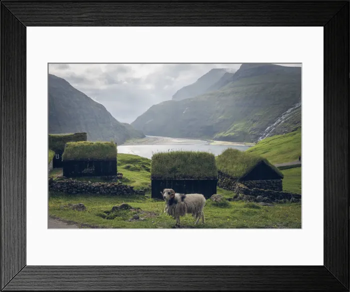 Framed Print : A sheep in front of the old turf buildings of Duvugarðar museum. In the background the lagoon connected to the ocean. Streymoy, Faroe Islands