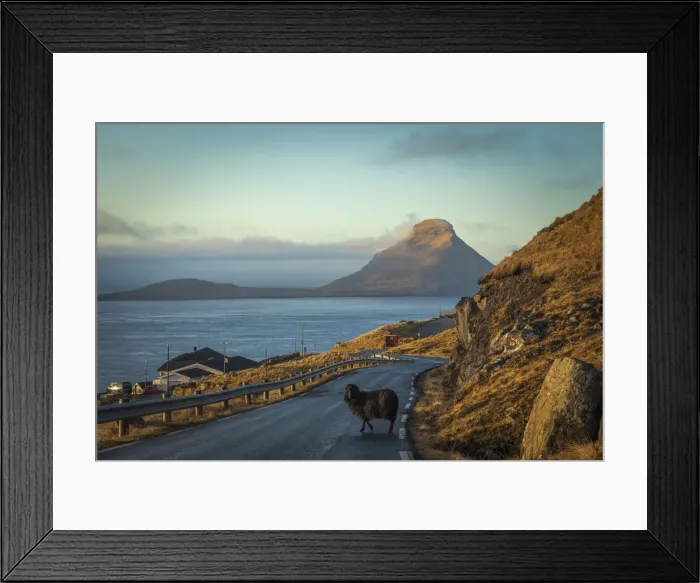 Framed Print : A sheep walking in the middle of the road in Velbastaður. In the background the islands of Koltur. Streymoy, Faroe Islands Framed Print : A sheep walking in the middle of the road in Velbastaður. In the background the islands of Koltur. Streymoy, Faroe Islands