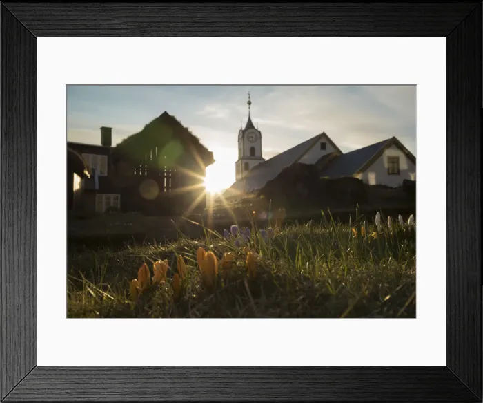 Framed Print : Flowers in Torshavn. Streymoy, Faroe Islands Framed Print : Flowers in Torshavn. Streymoy, Faroe Islands