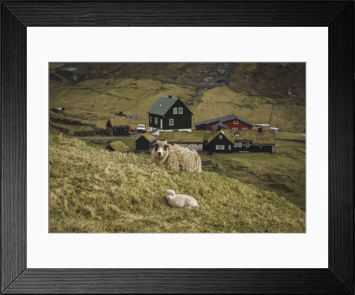 Framed Print : A sheep and a lamb sitting close to the old Duvugarðar farm. Streymoy, Faroe Islands Framed Print : A sheep and a lamb sitting close to the old Duvugarðar farm. Streymoy, Faroe Islands
