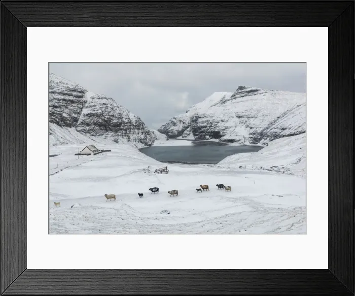 Framed Print : Saksun covered by snow in the mid of May. Streymoy, Faroe Islands Framed Print : Saksun covered by snow in the mid of May. Streymoy, Faroe Islands