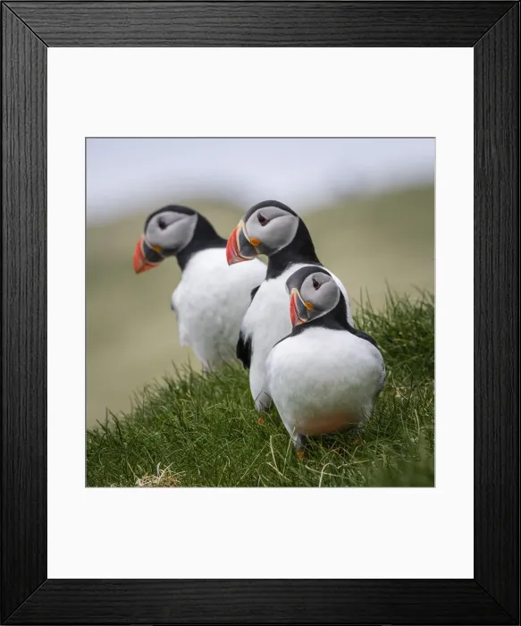 Framed Print : Puffins standing on the grass. Mykines, Faroe Islands