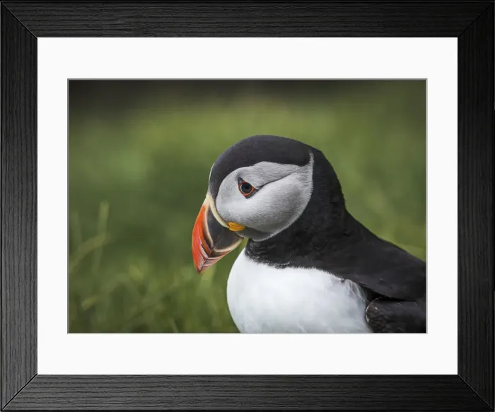 Framed Print : Portrait of a puffin standing on the grass. Mykines, Faroe Islands Framed Print : Portrait of a puffin standing on the grass. Mykines, Faroe Islands