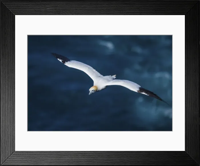 Framed Print : A majestic gannet flying over the ocean. Mykines, Faroe Islands Framed Print : A majestic gannet flying over the ocean. Mykines, Faroe Islands