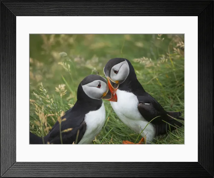 Framed Print : A couple of puffins kissing. Mykines, Faroe Islands Framed Print : A couple of puffins kissing. Mykines, Faroe Islands