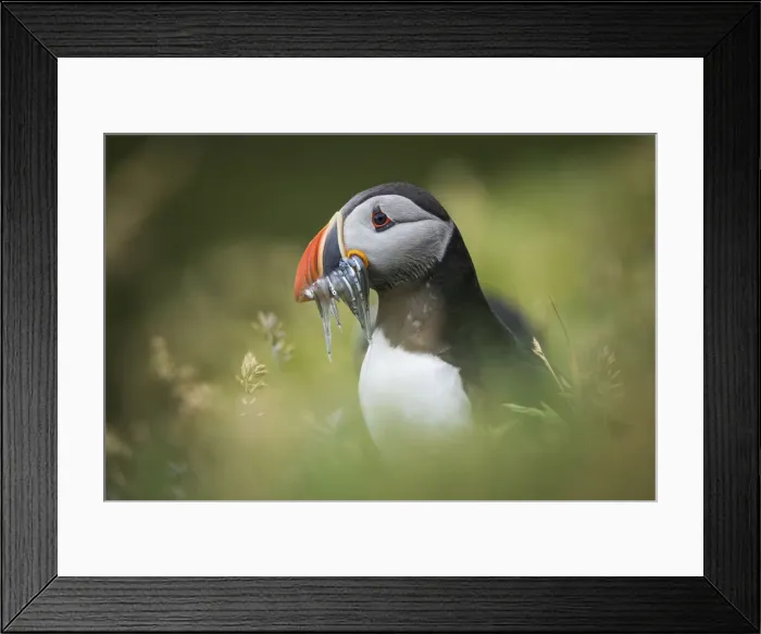 Framed Print : Portrait of a puffin carrying several sand eels. Mykines, Faroe Islands Framed Print : Portrait of a puffin carrying several sand eels. Mykines, Faroe Islands