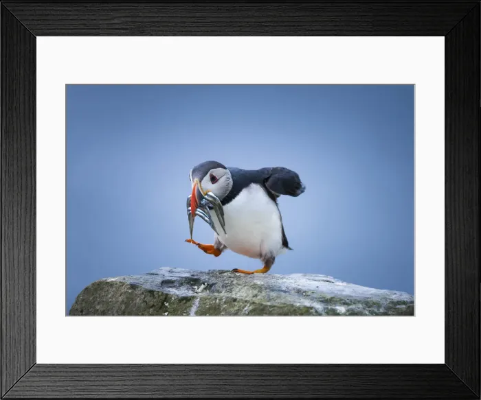Framed Print : An Atlantic Puffin carrying sandeels in Mykines, Faroe Islands Framed Print : An Atlantic Puffin carrying sandeels in Mykines, Faroe Islands