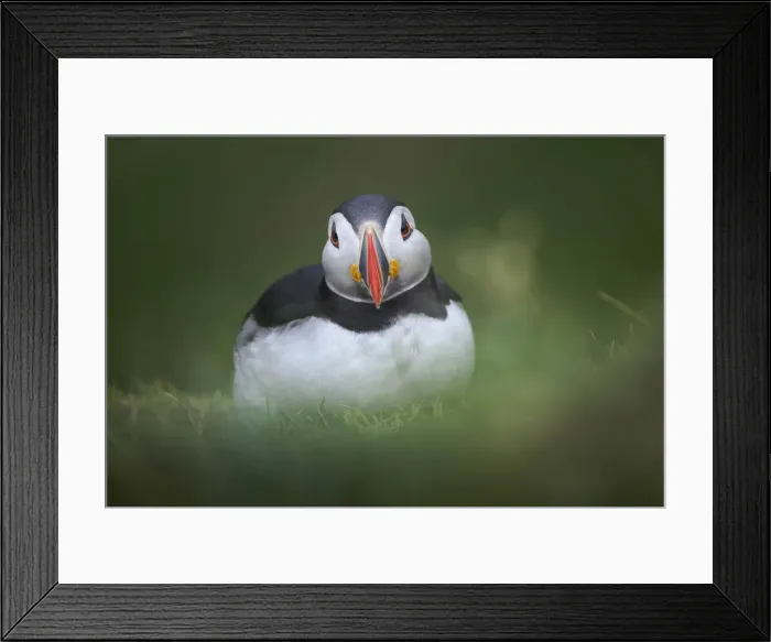 Framed Print : Atlantic Puffin sitting on the grass in Mykines, Faroe Islands Framed Print : Atlantic Puffin sitting on the grass in Mykines, Faroe Islands