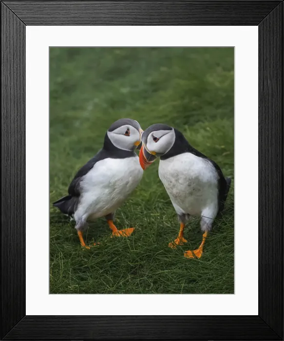 Framed Print : Puffins. Mikines, Faroe Islands Framed Print : Puffins. Mikines, Faroe Islands