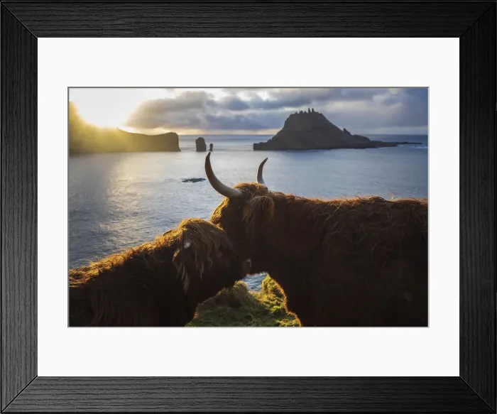 Framed Print : Highland cows on the island of Vagar. Faroe Islands