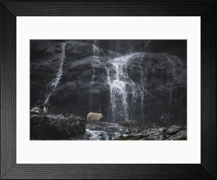 Framed Print : Sheep crossing a river close to a waterfall in Saksun. Streymoy, Faroe Islands Framed Print : Sheep crossing a river close to a waterfall in Saksun. Streymoy, Faroe Islands