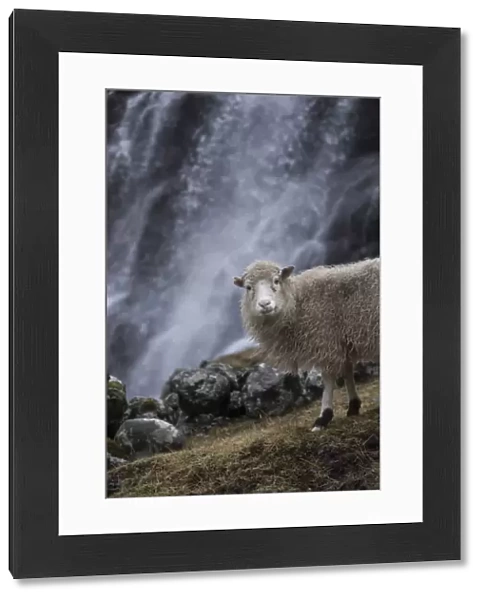 Sheep close to a waterfall in Saksun. Streymoy, Faroe Islands