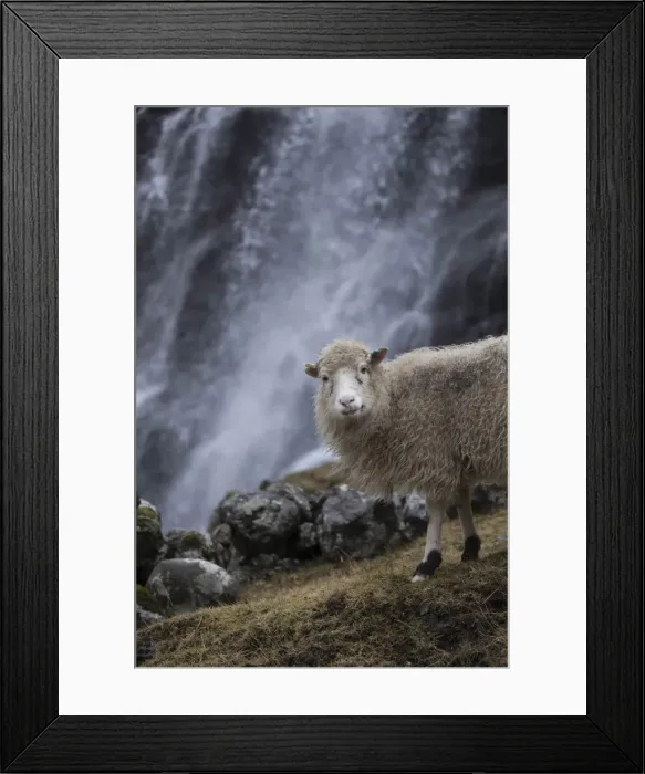 Framed Print : Sheep close to a waterfall in Saksun. Streymoy, Faroe Islands Framed Print : Sheep close to a waterfall in Saksun. Streymoy, Faroe Islands