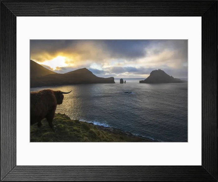 Framed Print : Highland cow on the island of Vagar. Faroe Islands