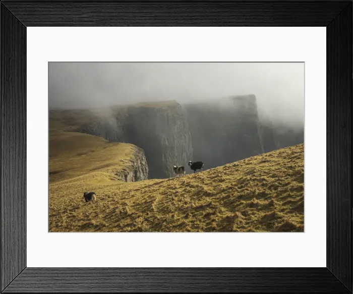 Framed Print : Sheep walking on the west coast of Suðuroy. Faroe Islands Framed Print : Sheep walking on the west coast of Suðuroy. Faroe Islands