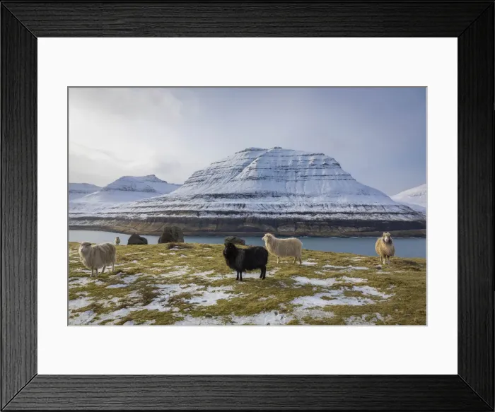 Framed Print : Sheep along the Funningur fjord. Eysturoy, Faroe Islands Framed Print : Sheep along the Funningur fjord. Eysturoy, Faroe Islands