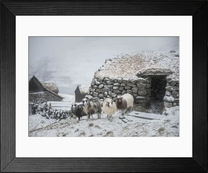 Framed Print : Snowfall in the village of Saksun. Streymoy, Faroe Islands Framed Print : Snowfall in the village of Saksun. Streymoy, Faroe Islands