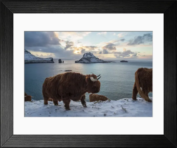 Framed Print : Highland cow on the island of Vagar. Faroe Islands