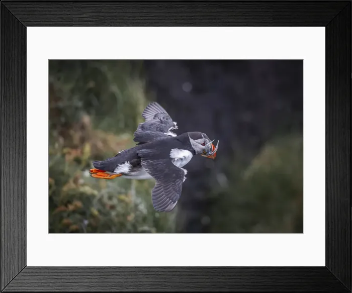 Framed Print : A puffin with sandeels flying in Mykines. Faroe Islands