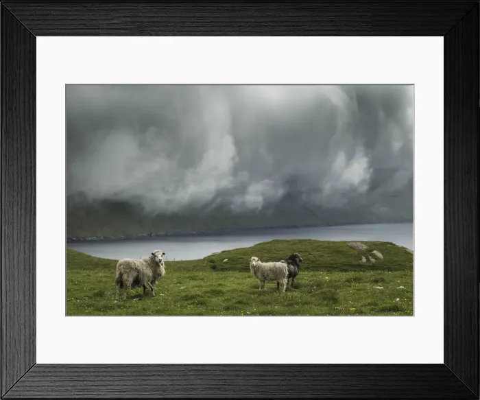 Framed Print : Sheep in the island of Borðoy. Faroe Islands Framed Print : Sheep in the island of Borðoy. Faroe Islands