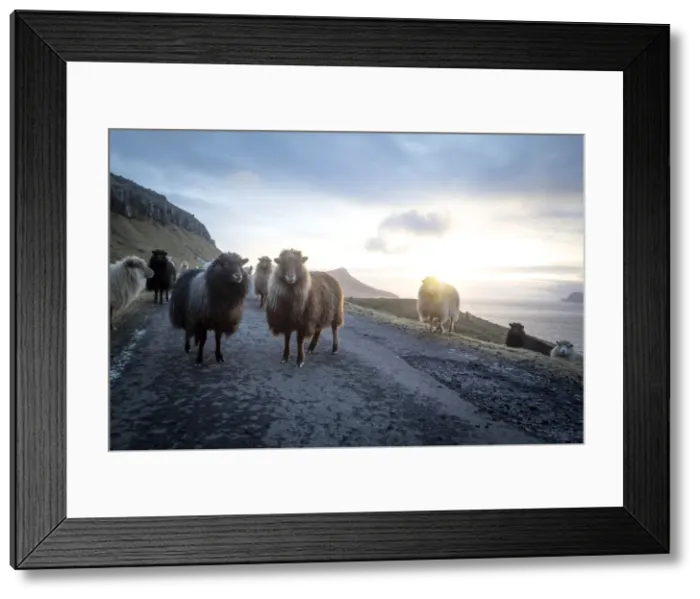 Framed Print : Sheep at sunset in the middle of a road on the west coast of Streymoy island Framed Print : Sheep at sunset in the middle of a road on the west coast of Streymoy island