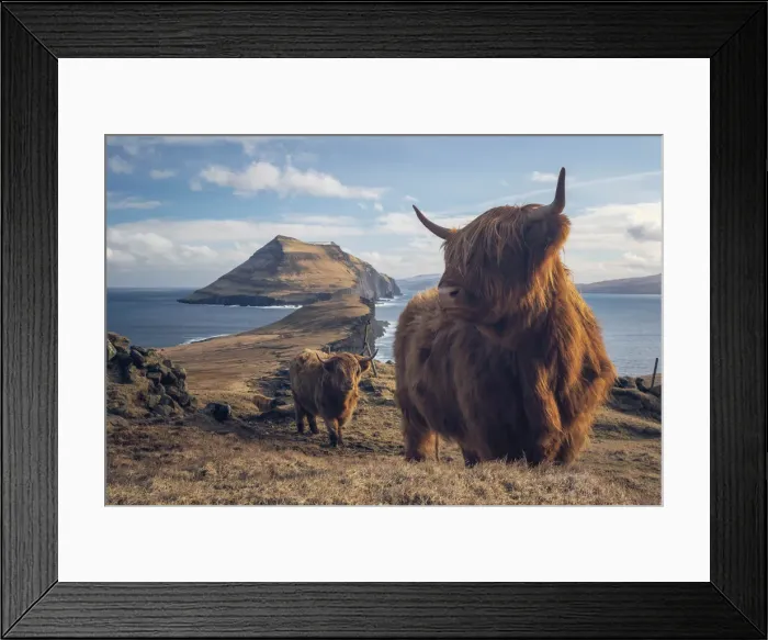 Framed Print : Highland cattle in Koltur island. Faroe islands Framed Print : Highland cattle in Koltur island. Faroe islands