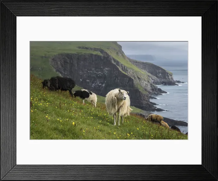 Framed Print : Sheep in Mykines, Faroe Islands Framed Print : Sheep in Mykines, Faroe Islands