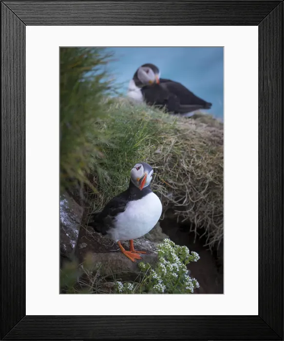 Framed Print : Puffins in Mykines, Faroe Islands Framed Print : Puffins in Mykines, Faroe Islands