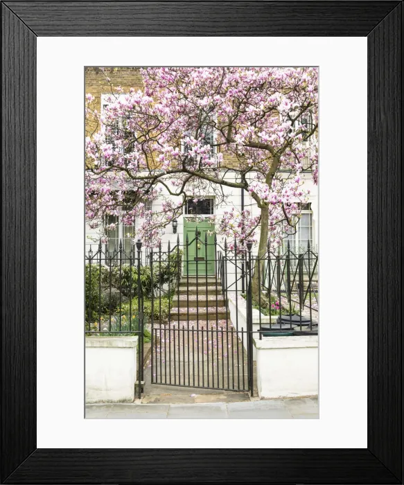 Framed Print : Magnolia tree in full bloom outside a house with a green door in Notting Hill, London Framed Print : Magnolia tree in full bloom outside a house with a green door in Notting Hill, London