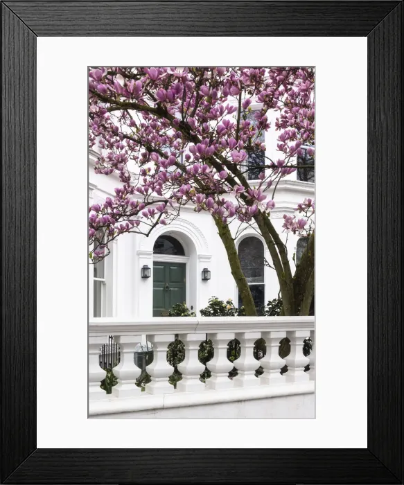 Framed Print : Blooming magnolia tree in Kensinton, London, England