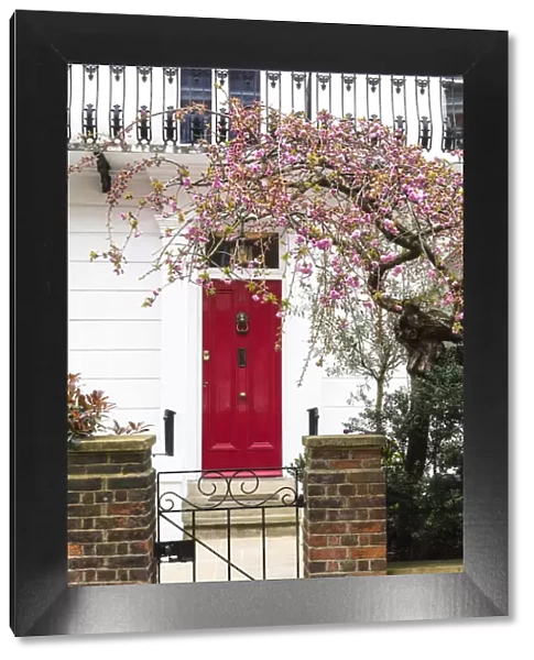 Cherry tree blooming next to the house with the red door in Kensington, London, England