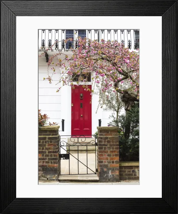 Framed Print : Cherry tree blooming next to the house with the red door in Kensington, London, England Framed Print : Cherry tree blooming next to the house with the red door in Kensington, London, England