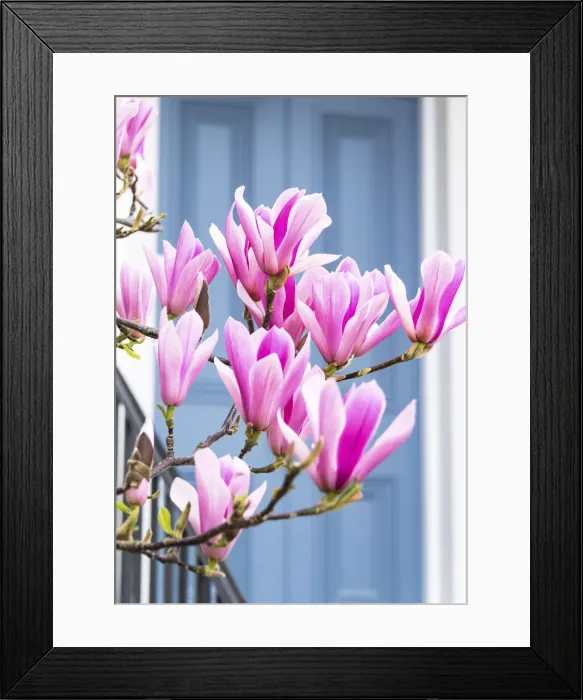 Framed Print : Magnolia tree in full bloom outside a house with a grey door in Kensington, London Framed Print : Magnolia tree in full bloom outside a house with a grey door in Kensington, London