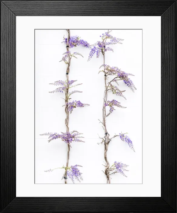 Framed Print : Wisteria vines on a wall in Kensington, London, England Framed Print : Wisteria vines on a wall in Kensington, London, England