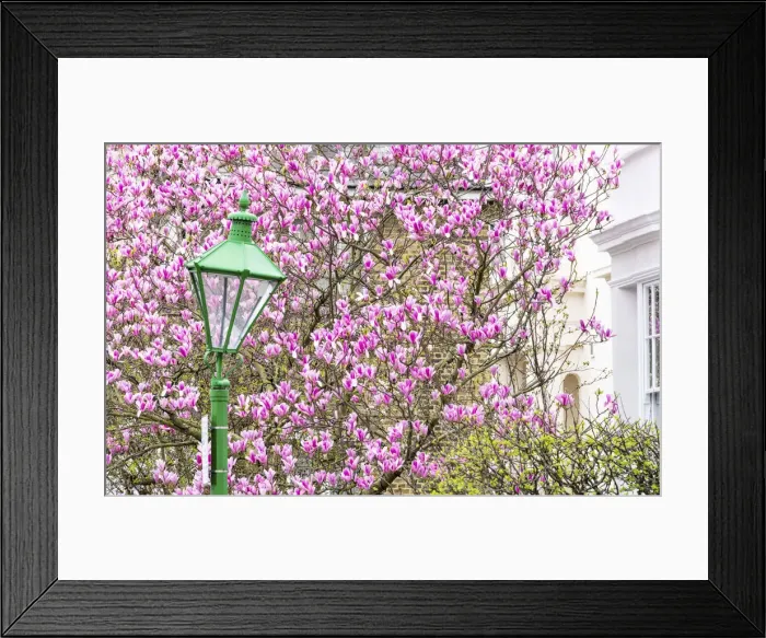 Framed Print : Green lamppost and magnolia tree, Kensington, London, England Framed Print : Green lamppost and magnolia tree, Kensington, London, England