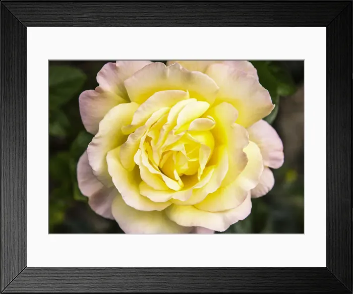 Framed Print : Yellow rose, Ashford-in-the-Water, Derbyshire, England Framed Print : Yellow rose, Ashford-in-the-Water, Derbyshire, England