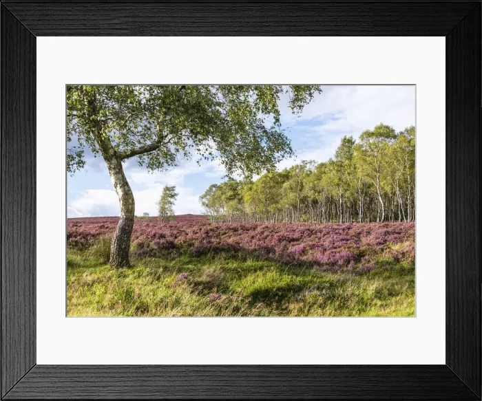 Framed Print : Silver birches and blooming heather near Surprise View and Hathersage Framed Print : Silver birches and blooming heather near Surprise View and Hathersage