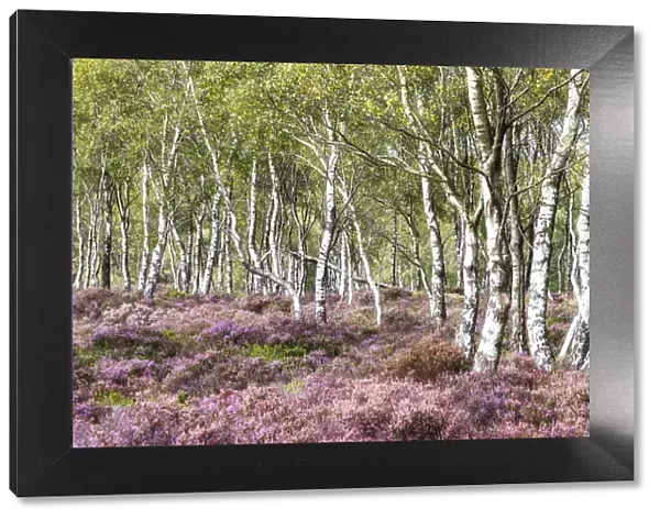 Silver birches and blooming heather near Surprise View and Hathersage